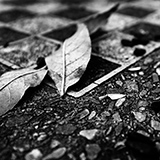 Random pics - click here to change them!