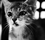 Random pics - click here to change them!