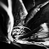 Random pics - click here to change them!